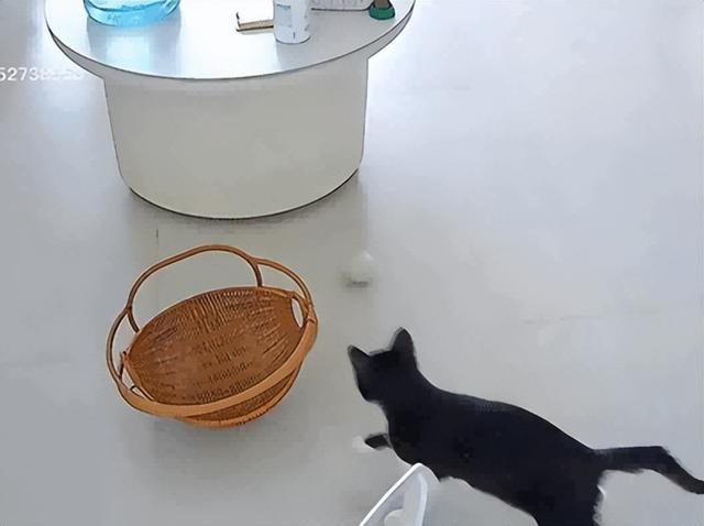 爸爸教猫爬梯子上床，结果第二天看到…网友：这猫是人教版的！