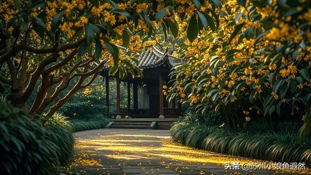 怀念姑苏城春有杏、夏有荷、秋有桂、冬有梅，而非夏冬“无缝接”