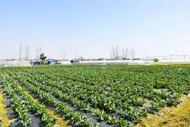 80后夫妻扎根农村近10载 以青春之力助推乡村振兴图片