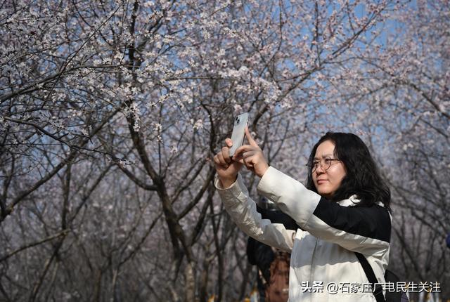 限定粉色浪漫！西三环这片6000㎡山桃花海已上线，错过再等一年！
