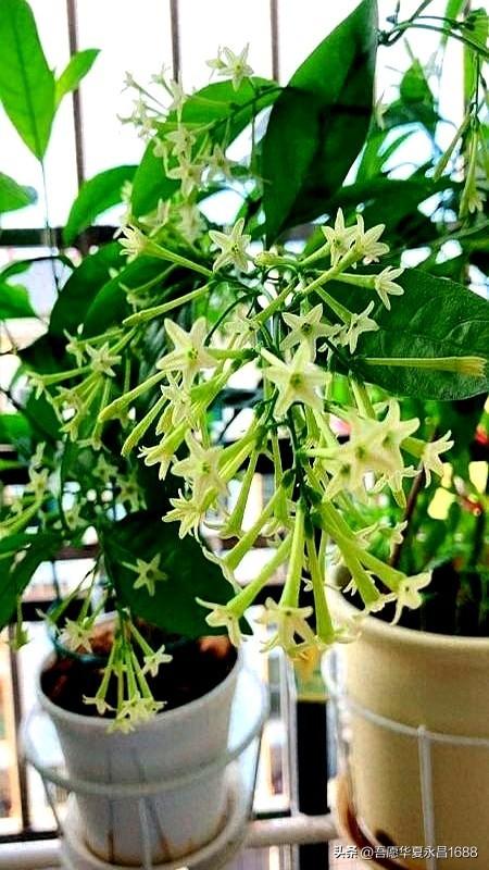 阴花不能进阳宅。这5种花“打死”也不养，家里若有？快挪走！