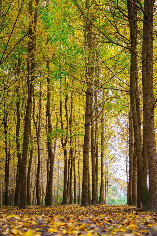 邂逅金黄，郫都初冬的银杏图鉴