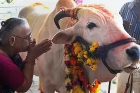 印度人为何沉浸牛粪中？人命低贱不如牛，印度人与神牛的魔幻奇缘图片