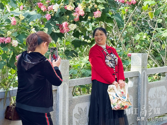 芙蓉映秋景！内江300米“鲜花大道”走红