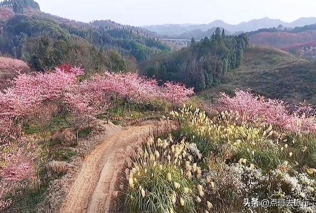 成都附近千亩樱花开了，漫山遍野粉色云霞，超级漂亮，不要门票！