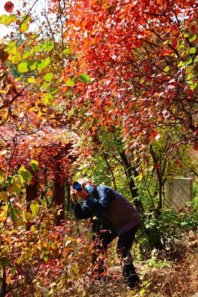 十一月二日，2025年第十七届枣庄市抱犊崮红叶季将盛大启动！