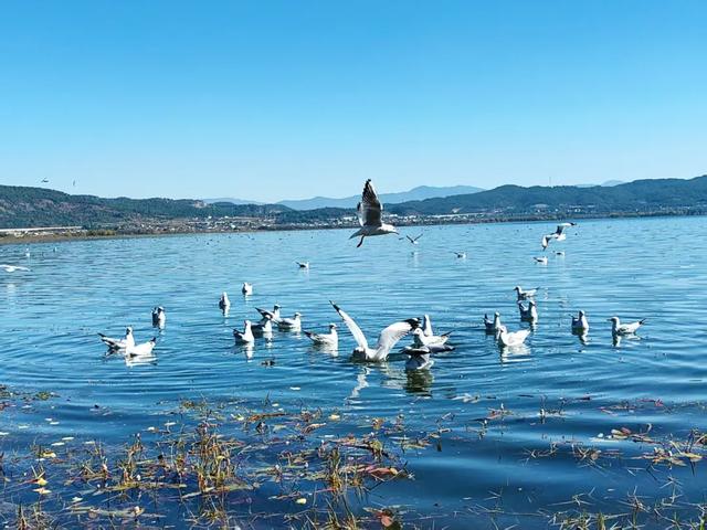 海鸥来了!丽江拉市海藏着冬天最治愈的邂逅