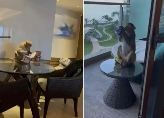 这次“下山的猴子”，一定程度上是三亚旅游的活广告