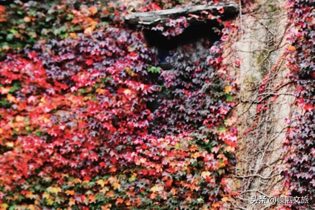 等一分钟，等你爱上嵊山岛！