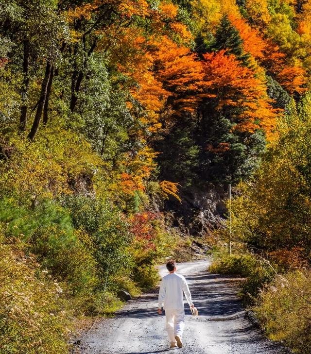 今年理县红叶开挂了！红得惊动天地，美到不可方物