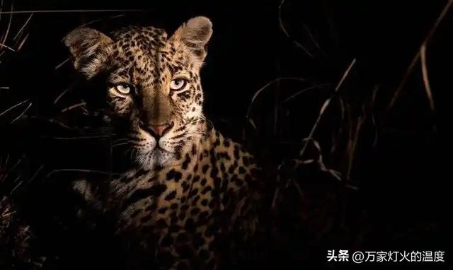 查理·芒格：瞎努力的人，最后都进了那80%的坑里