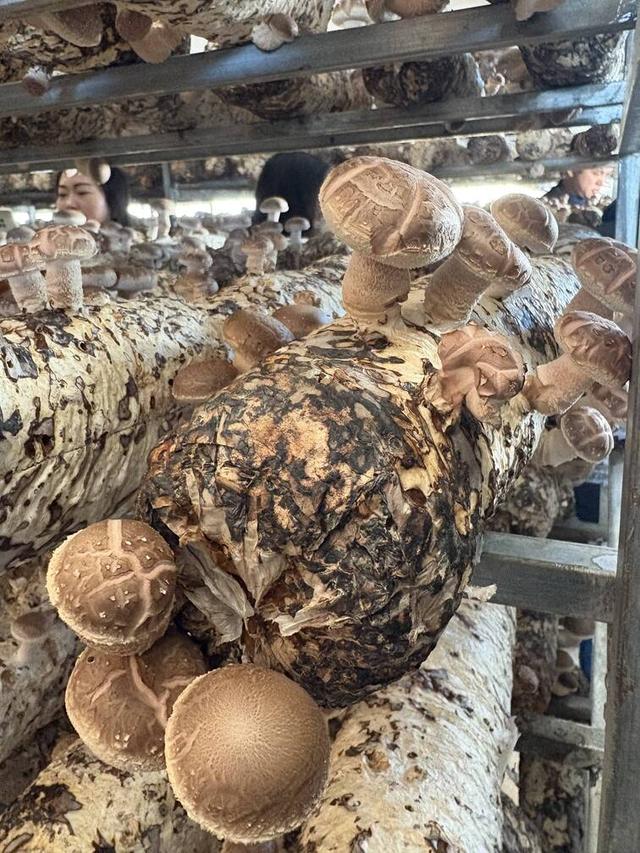 【外眼看云南】美食与乡村新景：缅甸顶流博主夫妇的陇川惊喜之旅