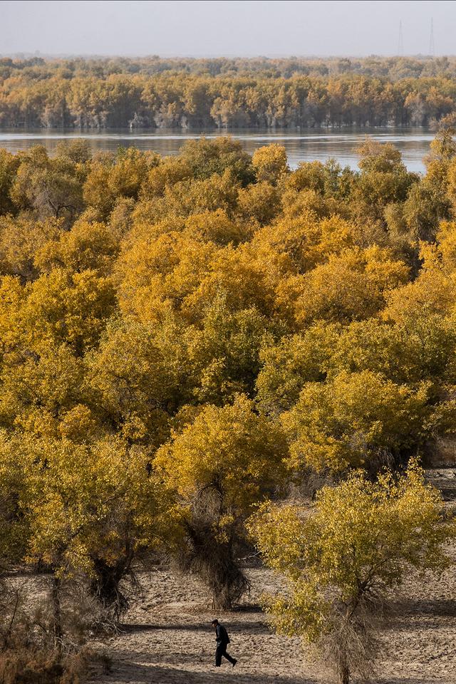 新疆沙雅：金秋邂逅“醉”美胡杨 470万亩金色林海迎观赏佳期
