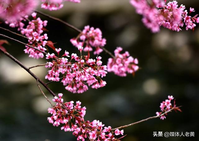 六盘水月照养生谷：冬樱花盛开引客赏花打卡