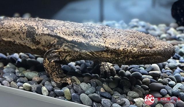 夜游札幌景点推荐「AOAO SAPPORO」水族馆：狸小路地下街直达