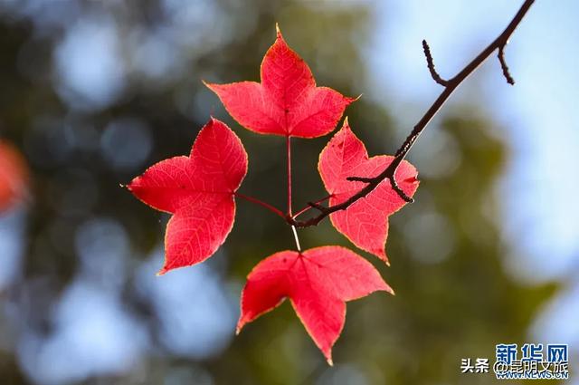 美上央媒！昆明红了！走走走，打卡最美枫景去，超全攻略速收藏→