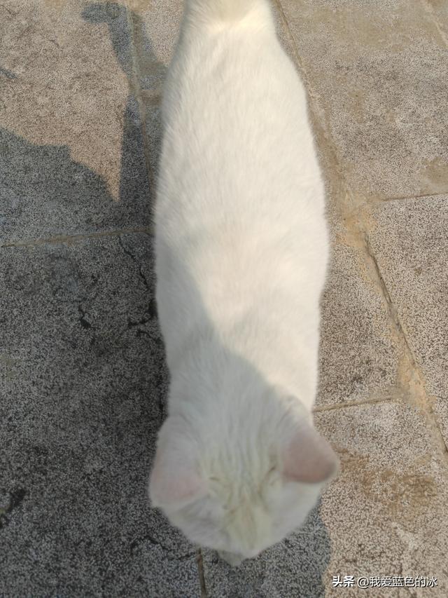 参观保定市直隶审判厅旧址。不理解这么好的景区为何观众寥寥无几