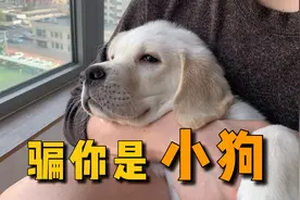 这辈子养过“最后悔”的狗，就是拉布拉多！图片