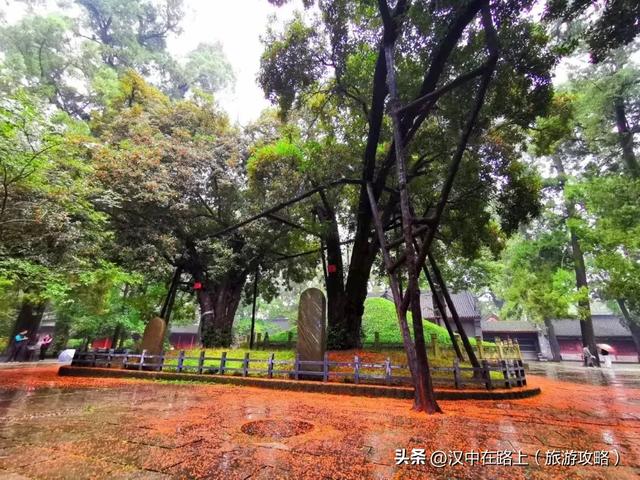 秋雨落汉中，桂香漫全城（最佳赏桂打卡点推荐）