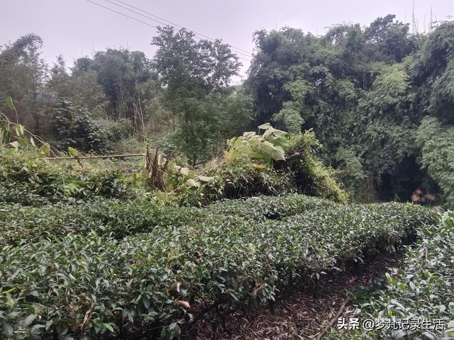 和老人相处是一个修炼的过程，阴天湿漉漉的我还是把茶树修剪完了