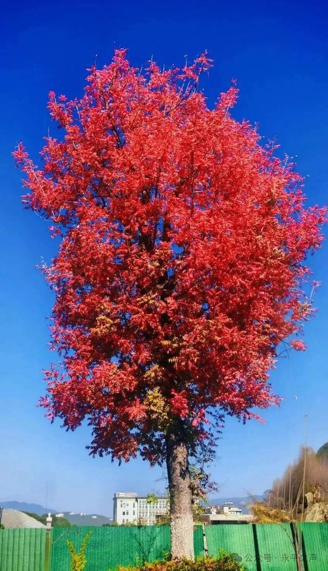 永平楷（jiē）木大道，邀您邂逅冬日“楷（kǎi）模”风骨！