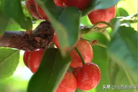 盐湖区上郭乡：樱桃红满枝 尝鲜正当时图片