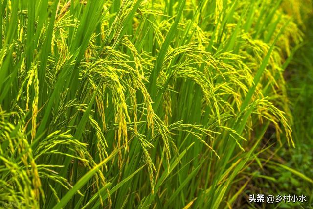 今日中元节，老人说最怕“中元节一日雨”，中元节下雨有啥预兆？