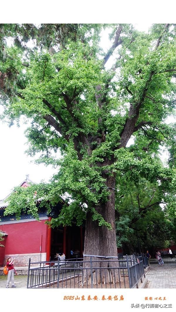 山东行游影记（320）—泰安岱庙（十六）