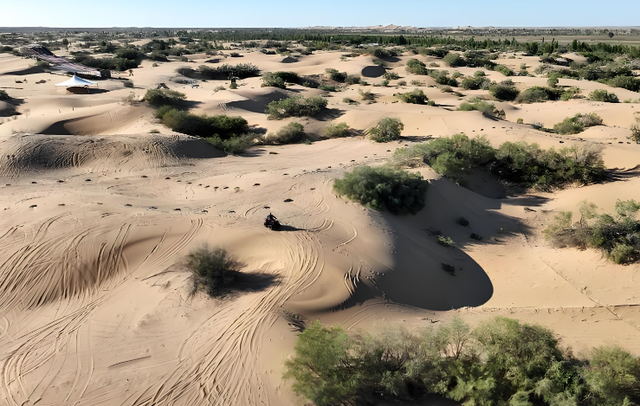 美媒：中国不可怕，可怕的是中国仅用10万头猪，解决了治沙难题