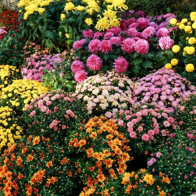 230种“秋韵”上线！拱墅这片花海藏不住了