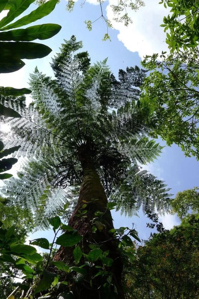 探秘“三遗产” | 一片森林与民族文化的交融共生