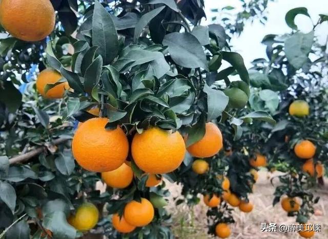 来邛崃桑园镇！赴一场“橙黄橘绿”的甜蜜邂逅