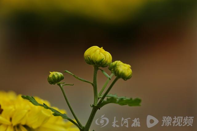 周口：重阳赏菊正当时 千年古陵飘菊香