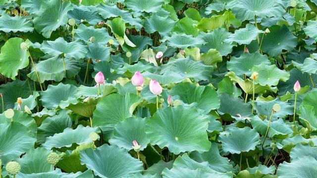 立秋送爽，太极湖新区成市民游客纳凉活力地
