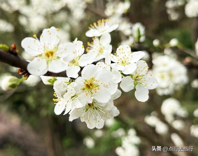 成都彭州最大规模梨花开了，面积超4000亩，超级震撼，不要门票！