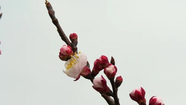 快冲！上方山春日花海已就位！