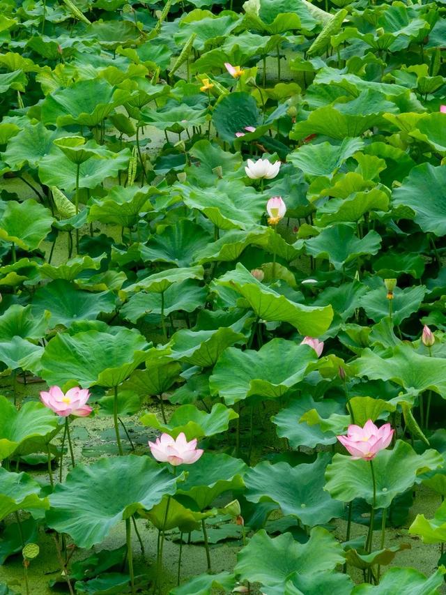 大理周边游｜解锁夏日限定“荷”颜悦色