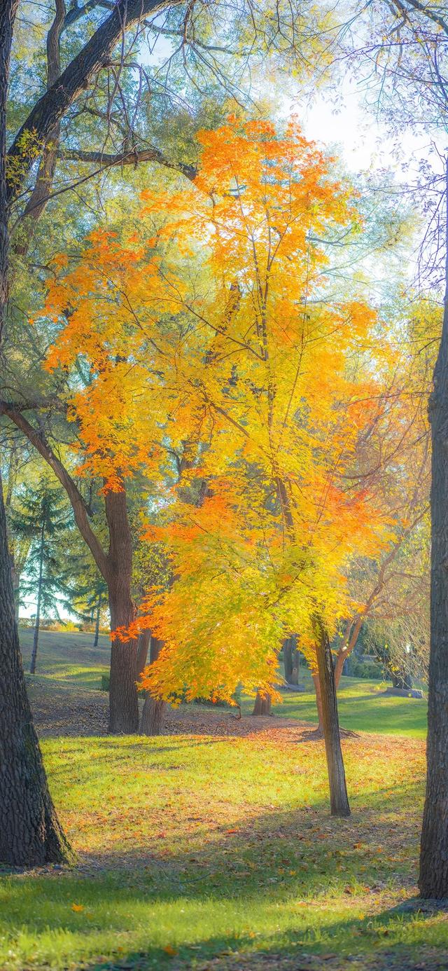 手机壁纸|iOS自然风光美景