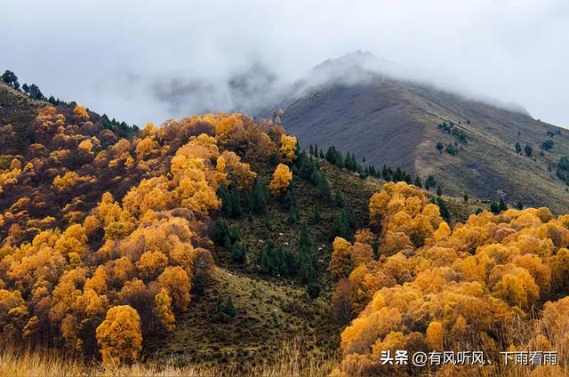 金胡杨卧戈壁，风摇碎满树秋阳