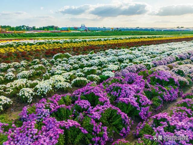 看完这朵看那朵🤩