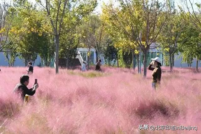京城周末丨秋日限定浪漫,粉黛花海进入最美时节