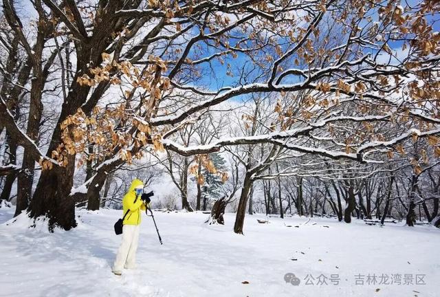 央视都来打卡！龙湾四方顶的玉树琼花，美成冰雪天花板