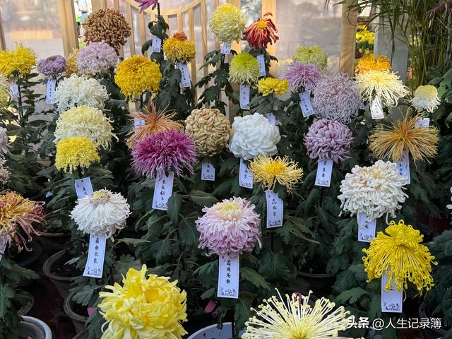 周一陪小姑子去北海公园看菊展