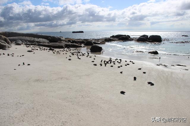 南部非洲：南非开普敦企鹅岛