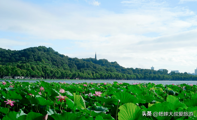 杭州夏日“出淤泥而不染” 的赏荷路线，80%人都不知道！