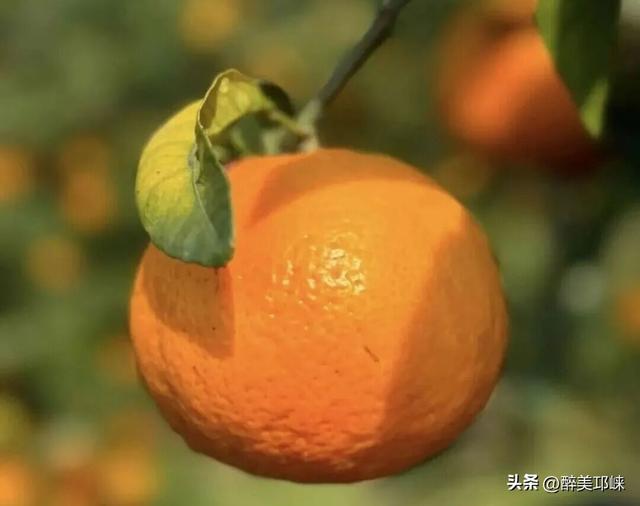 来邛崃桑园镇！赴一场“橙黄橘绿”的甜蜜邂逅