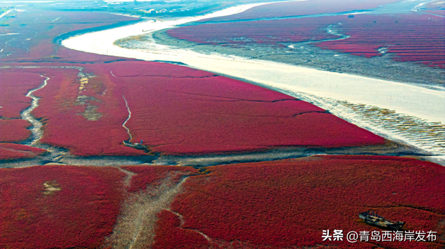 实拍大片！西海岸这片红海滩太红红红红了