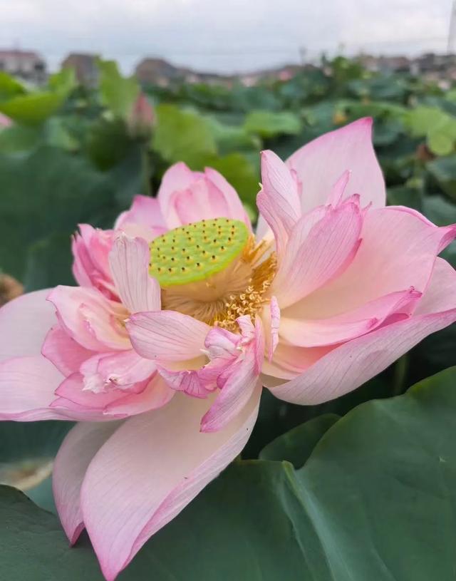 “妈，你的荷花头像可以换了”