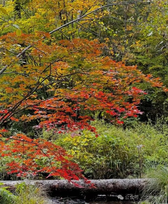 【“双线”开通 畅游安图】东北隐藏的“枫景天花板”，漫山层林染金红，国庆自驾首选地！
