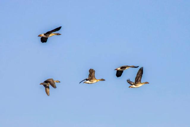 鸿雁带霜来，秋色始斑斓